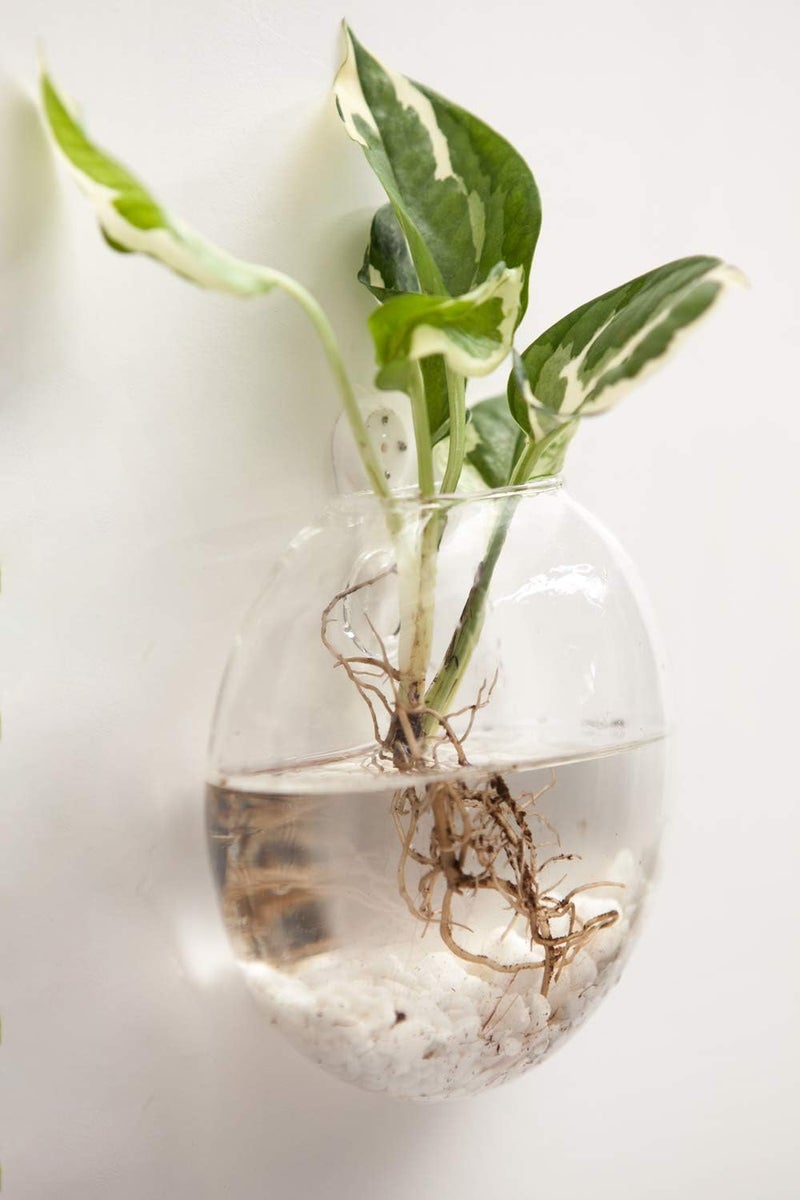 Mkono Wall Hanging Glass Terrariums Planter Oblate Flower Vase for Hydroponics Plants, Bathroom, Home Office Living Room Decor, Set of 2 - Image 3